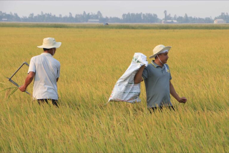 Ruộng lúa tham gia đề án “Phát triển bền vững một triệu hecta chuyên canh lúa chất lượng cao và phát thải thấp gắn với tăng trưởng xanh vùng đồng bằng sông Cửu Long đến năm 2030”